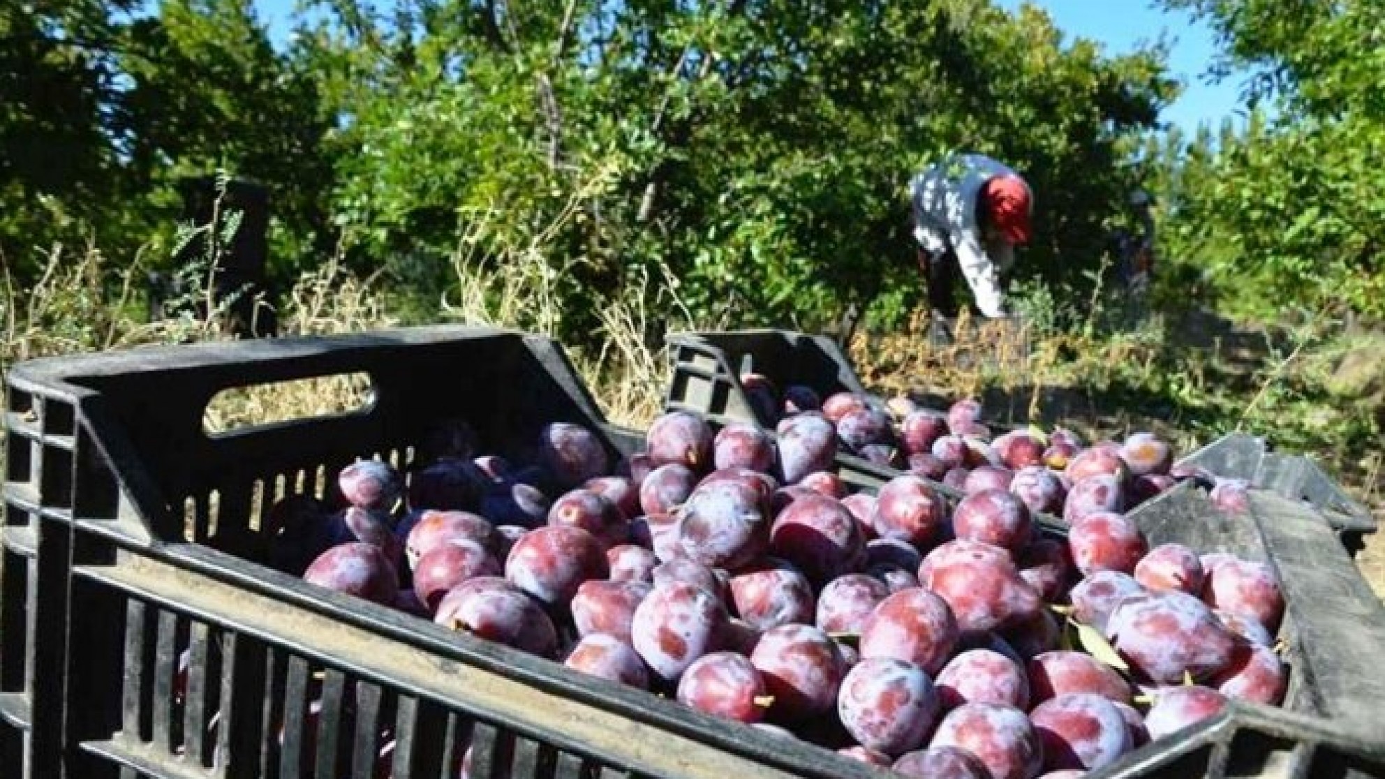 Avanzan tres proyectos claves para la producción de la ciruela en Mendoza